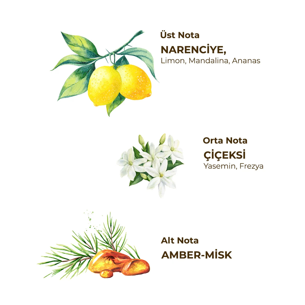 باينا نسمة البحر – كولونيا منعشة 300 مل عطر ايوب صبري تونجر